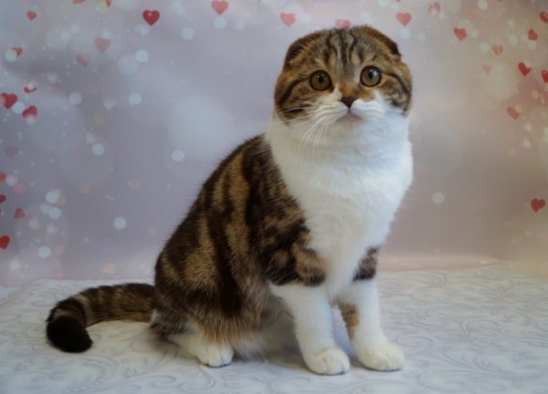 Svetozara Scottish Fold