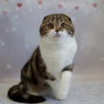 Svetozara-female-Scottish-fold-cat-puppy-for-sale-1 (2)