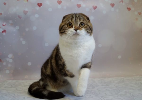 Svetozara Scottish Fold