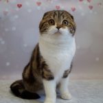 Svetozara-female-Scottish-fold-cat-puppy-for-sale-1 (3)
