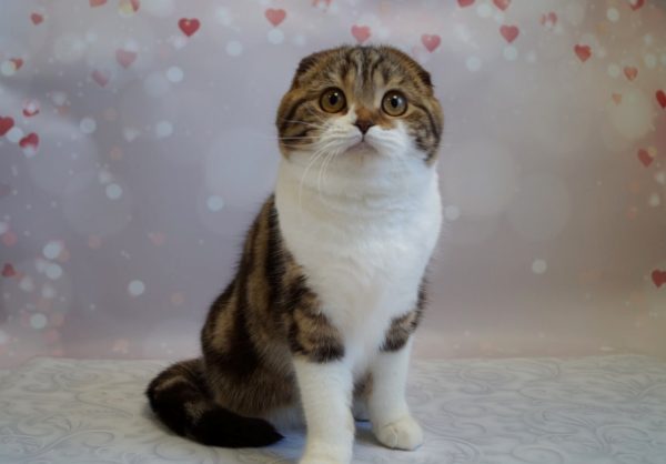 Svetozara Scottish Fold