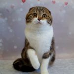 Svetozara-female-Scottish-fold-cat-puppy-for-sale-1 (4)