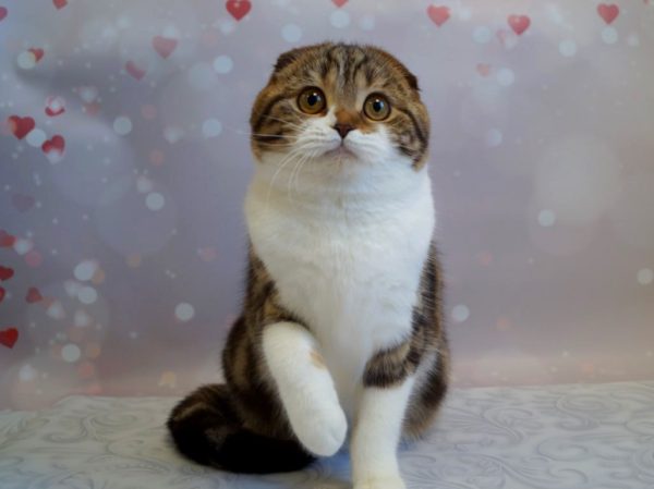 Svetozara Scottish Fold