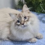 Sеrafim-male-Siberian-cat-puppy-for-sale-1 (1)