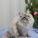 Sеrafim-male-Siberian-cat-puppy-for-sale-1 (3)