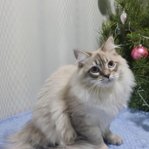 Sеrafim Siberian