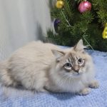 Sеrafim-male-Siberian-cat-puppy-for-sale-1 (4)