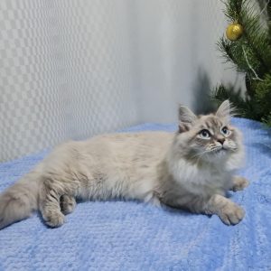 Theia Siberian