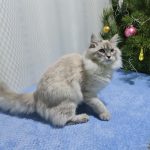 Theia-female-Siberian-cat-puppy-for-sale-1 (2)