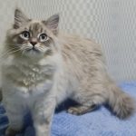 Theia-female-Siberian-cat-puppy-for-sale-1 (4)