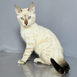 Villi Bengal