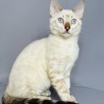 Villi-male-bengal-cat-puppy-for-sale-1 (2)