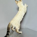 Villi-male-bengal-cat-puppy-for-sale-1 (3)