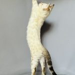 Villi-male-bengal-cat-puppy-for-sale-1 (4)