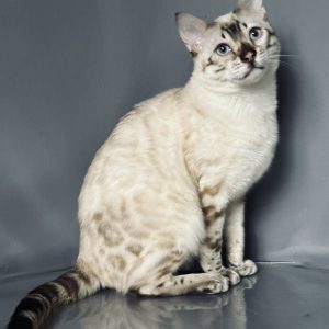 Vinsent Bengal