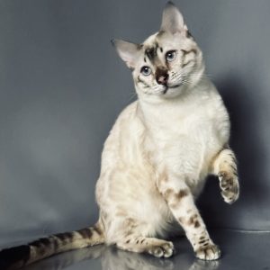 Vinsent Bengal