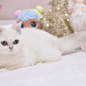 Whitney British Shorthair