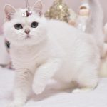 Zoe British Shorthair
