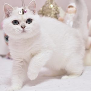 Whitney British Shorthair
