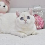 Wiki-female-British-Shorthair-cat-puppy-for-sale-1 (1)