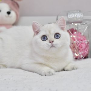 Wiki British Shorthair