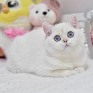 Wiki British Shorthair