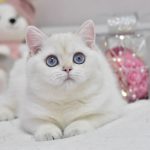 Wiki-female-British-Shorthair-cat-puppy-for-sale-1 (3)