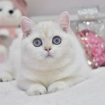 Wiki-female-British-Shorthair-cat-puppy-for-sale-1 (4)