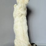 Winston-male-bengal-cat-puppy-for-sale-1 (1)