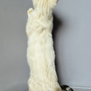 Winston Bengal