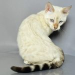 Winston-male-bengal-cat-puppy-for-sale-1 (2)