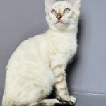 Winston-male-bengal-cat-puppy-for-sale-1 (3)