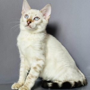 Winston Bengal