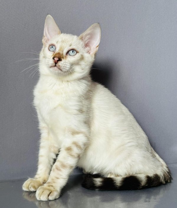 Winston Bengal