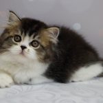 Zorian-male-Highland-straight-cat-puppy-for-sale-1 (1)