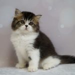 Zorian-male-Highland-straight-cat-puppy-for-sale-1 (3)