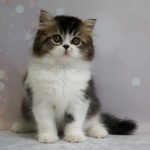 Zorian-male-Highland-straight-cat-puppy-for-sale-1 (4)