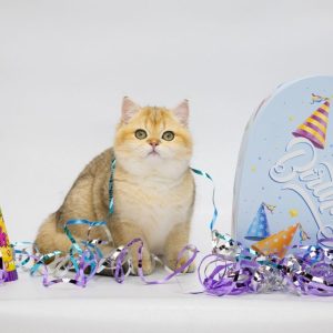 Adaline British Shorthair