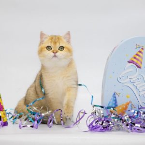 Adaline British Shorthair