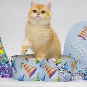 Agatha British Shorthair