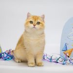 Agatha-female-British-Shorthair-cat-puppy-for-sale-1 (2)