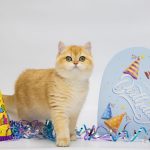 Agatha-female-British-Shorthair-cat-puppy-for-sale-1 (3)