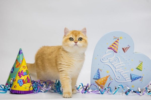 Agatha British Shorthair