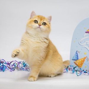 Agatha British Shorthair