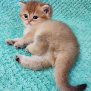 Amanda British Shorthair