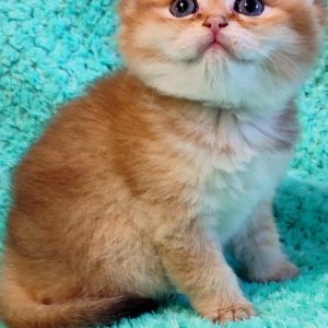 Amanda British Shorthair