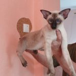 Big-Ben-male-Oriental-cat-puppy-for-sale-1 (2)