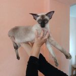 Big-Ben-male-Oriental-cat-puppy-for-sale-1 (3)