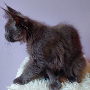 Brina Maine Coon