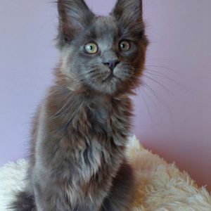 Brina Maine Coon